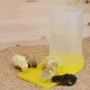 Csibe Itató